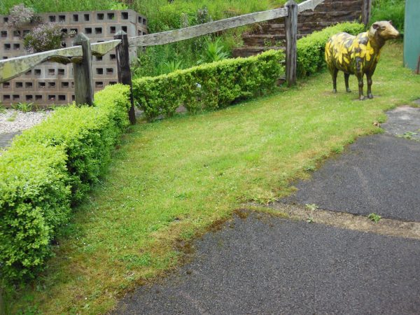 Box hedging