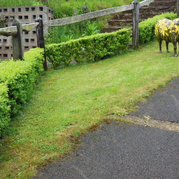Box hedging