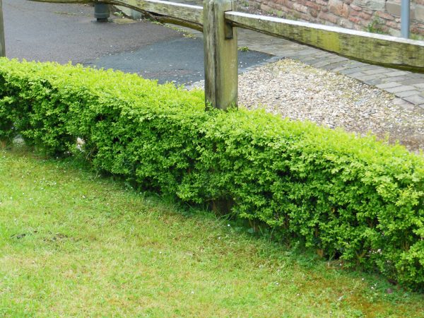 Box hedging