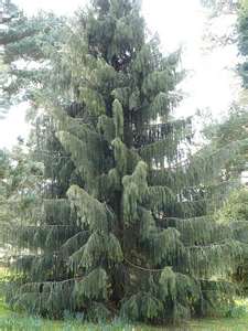 brewers weeping spruce tree