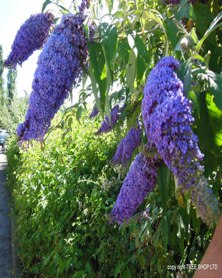 Image of Buddleia tree