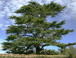 cedar of lebanon trees