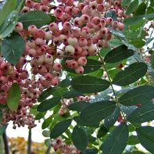 chinese mountian ash sorbus hupehensis