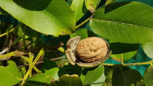 common walnut tree