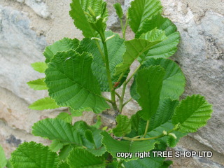 common alder tree