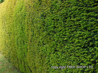 common yew hedge