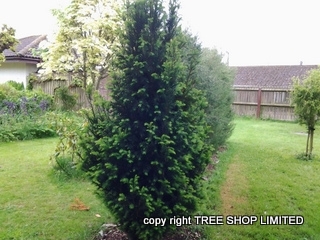 common yew tree
