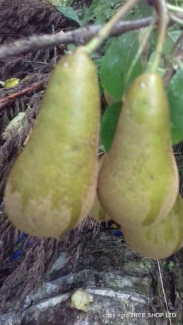 Patio Pear Tree 'Conference' (pyrus communis)