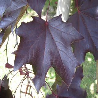 Cooper Norway Maple trees