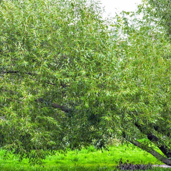 Lush crown of willow, Salix fragilis tree with young green leaves. Foliage wall