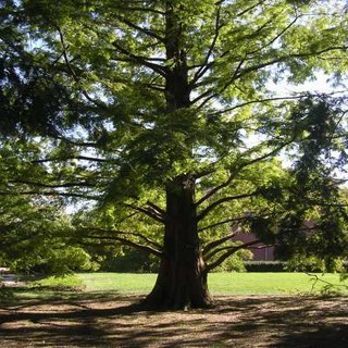 dawn redwood