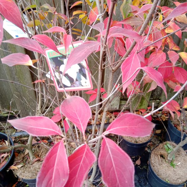 cornus-kousa-flowering-dogwood-cappuccino