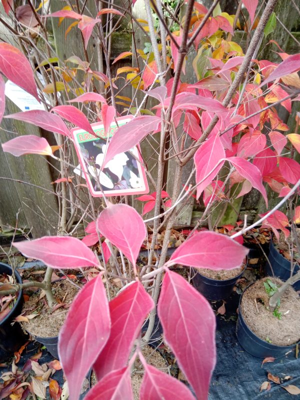 cornus-kousa-flowering-dogwood-cappuccino