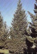 Douglas fir tree