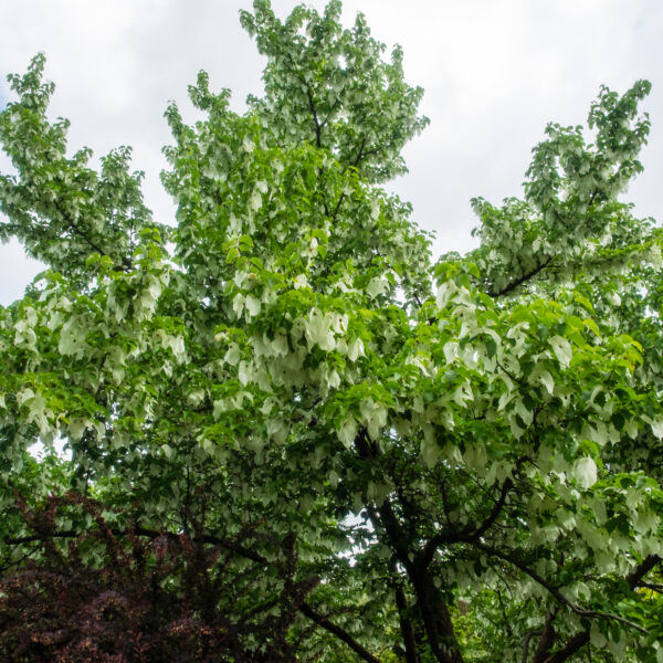Handkerchief tree (Davidia involucrata)