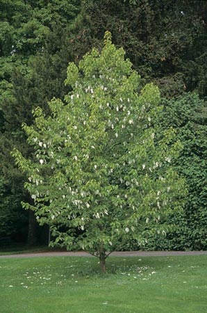 Dove tree hankerchief tree