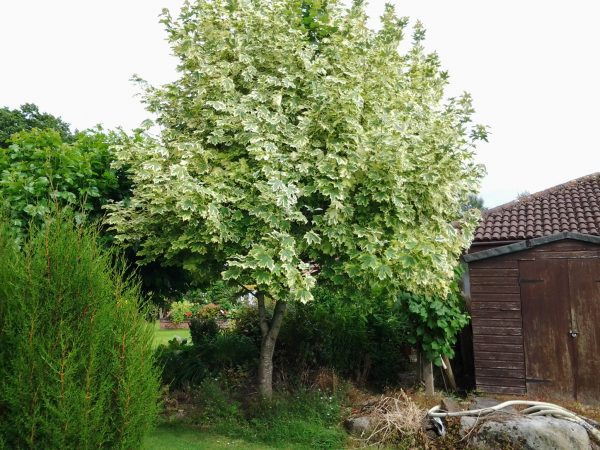 acer drummondii maple tree