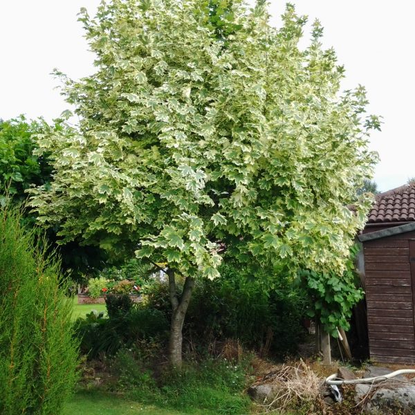 acer drummondii maple tree