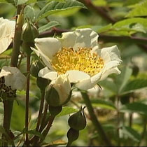 field rose shrub