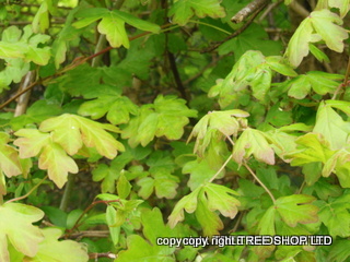 field maple acer campestre