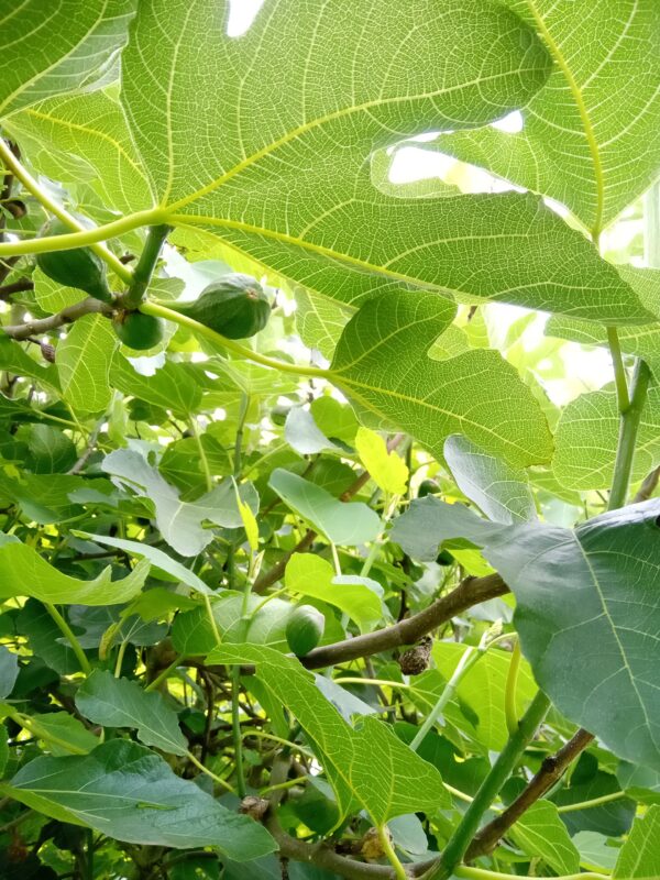 Fig Tree 'Brown Turkey' - Image 2