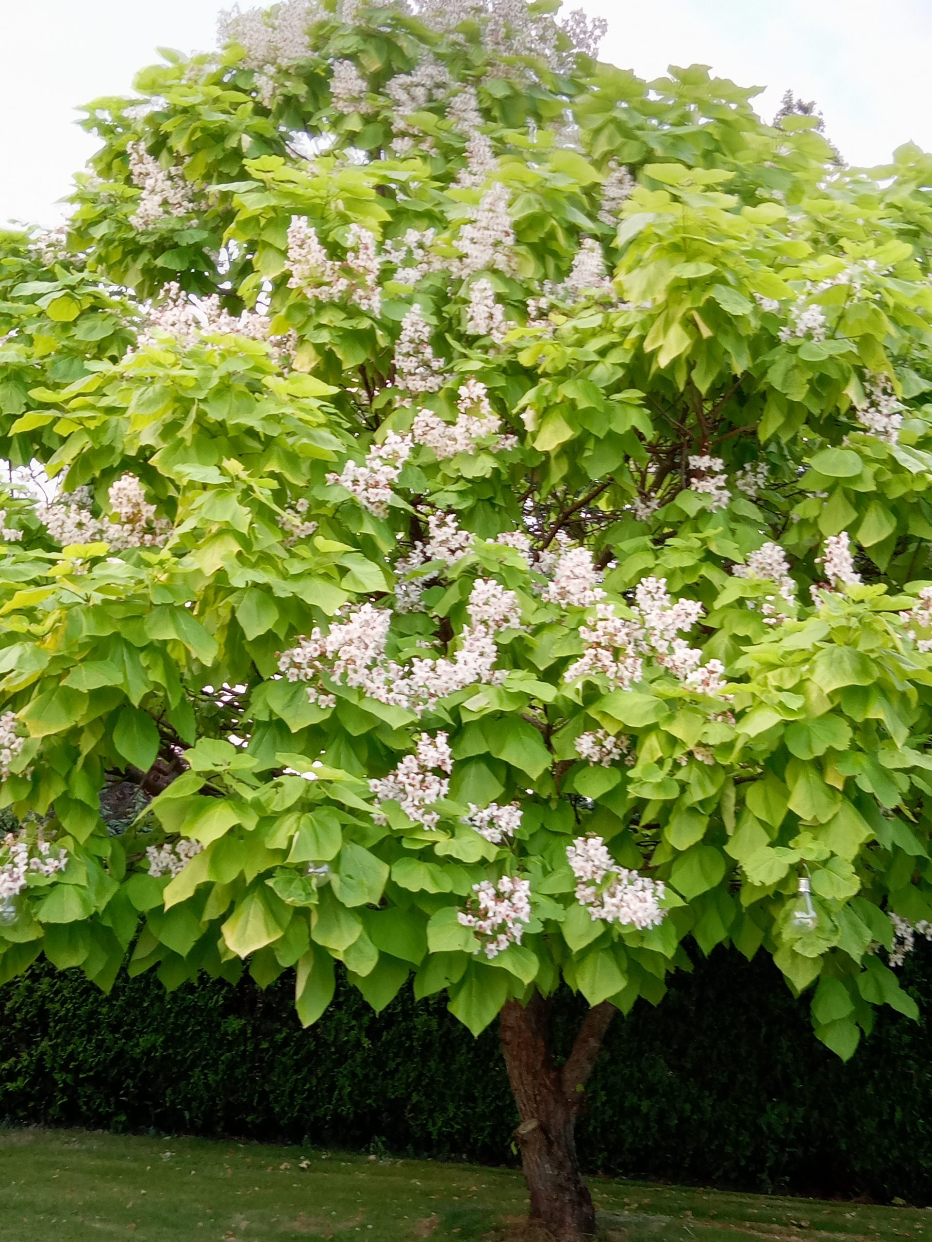 Golden Indian Bean Tree (Catalpa Bignonioides Aurea) Tree Nursery UK