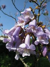 Foxglove trees or Empress Tree paulownia tomentosa