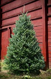 fraser fir tree