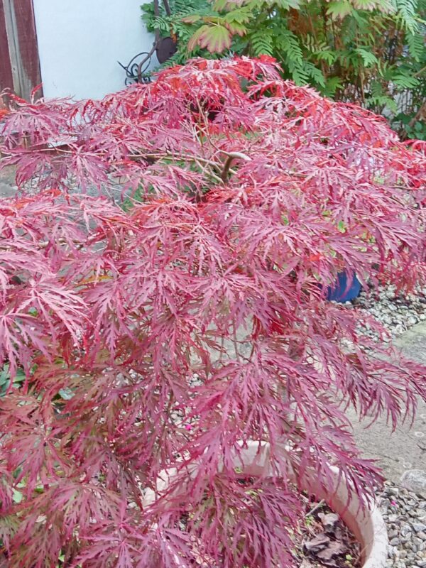 Garnet Maple Tree - Image 3