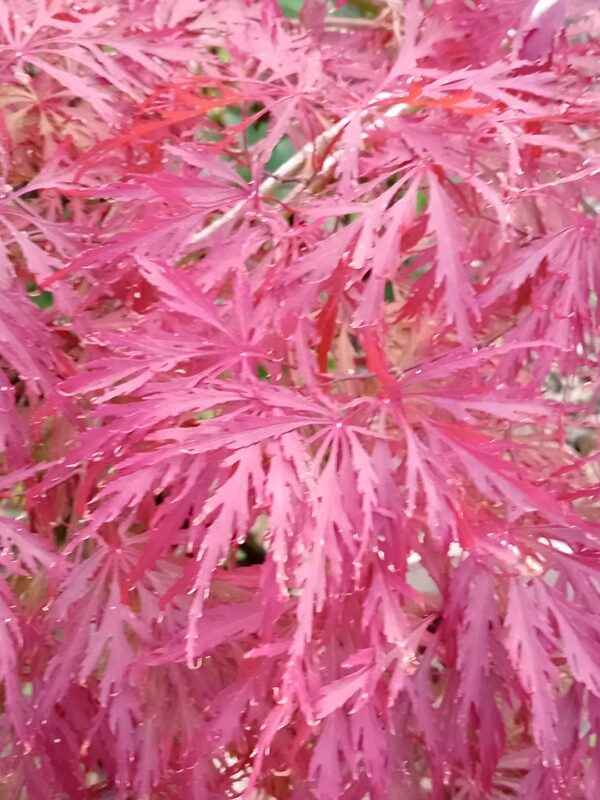 Garnet Maple Tree - Image 2