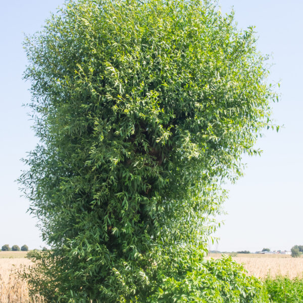 Goat willow (Salix caprea)