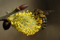 goat willow