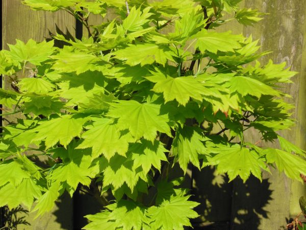 Golden Japanese Maple Acer Japonicum Aureum Jordan