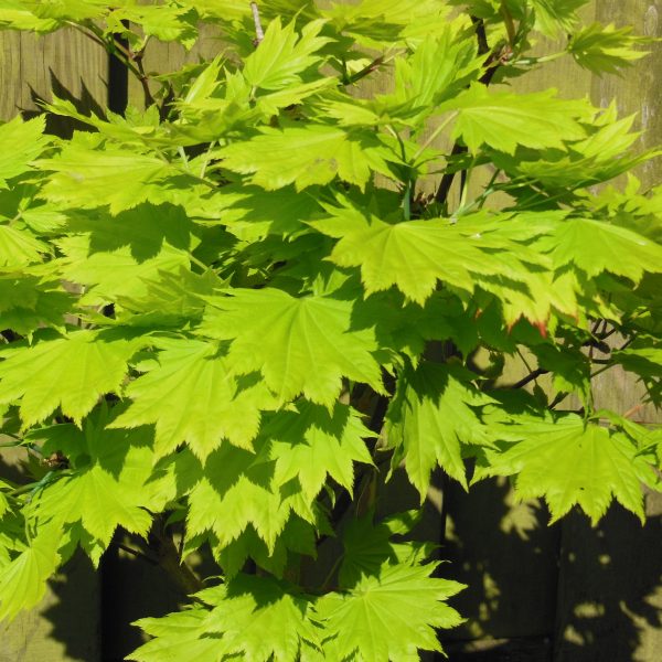 Golden Japanese Maple Acer Japonicum Aureum Jordan