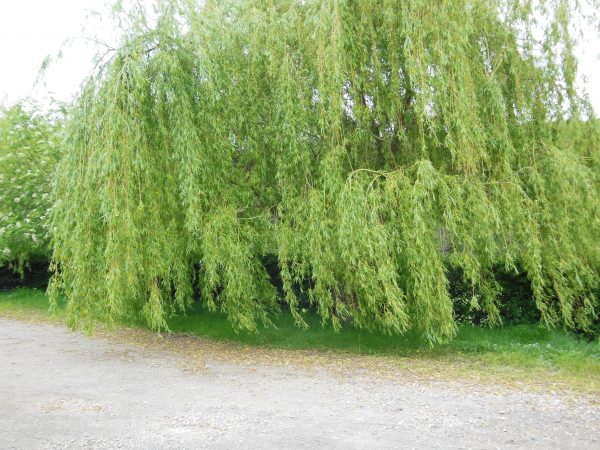 golden weeping willow