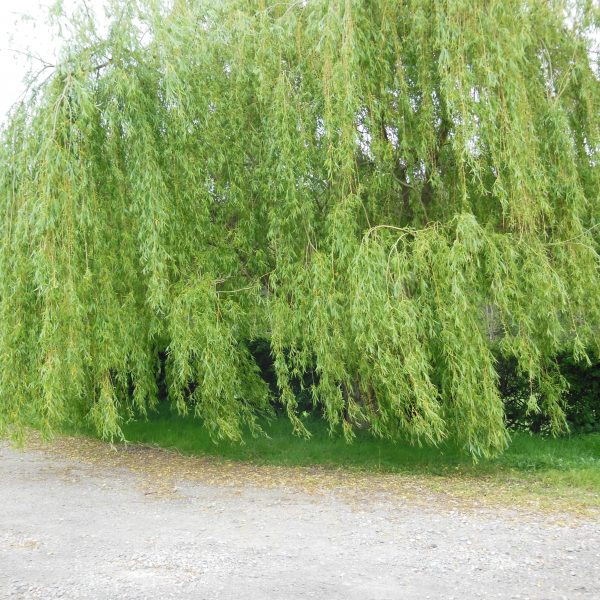 golden weeping willow