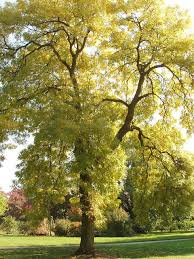 Golden locust Robinia Pseudoacacis Frisia