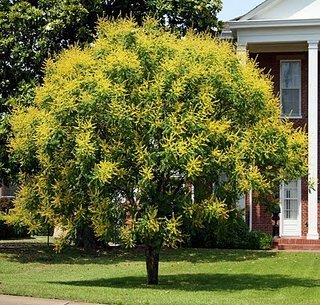 golden rain tree Koelreuteria paniculata