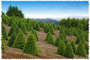 Grand fir tree