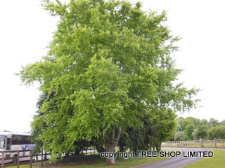 greenbeech tree