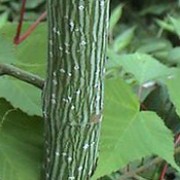 grey budded snakebark maple tree