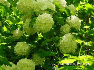 Guelder Rose Viburnum Opulus