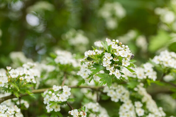 Hawthorn Hedging