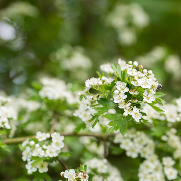 Hawthorn Hedging