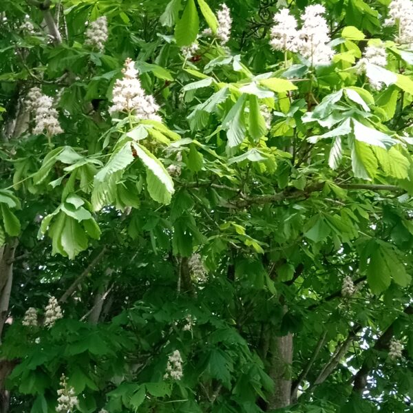 flowers on Horse Chestnut
