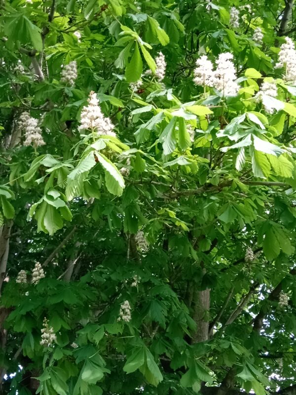 flowers on Horse Chestnut
