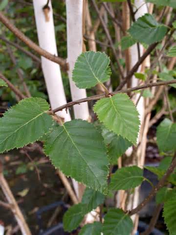 himalayan birch trees