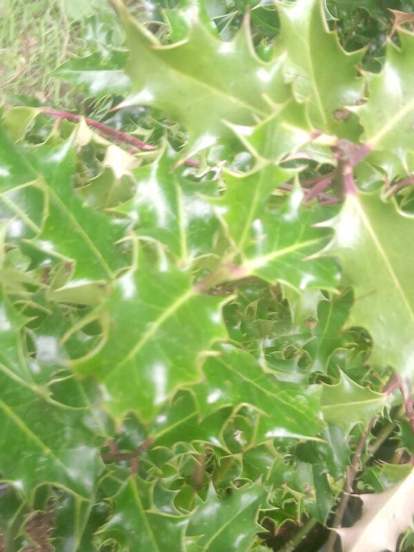 Holly Hedging Plants - Evergreen