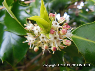 Holly aguifolium