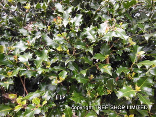 Holly Hedging Plants- Evergreen